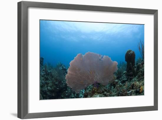 Common Sea Fan, Ambergris Caye, Belize-Pete Oxford-Framed Photographic Print