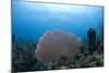 Common Sea Fan, Ambergris Caye, Belize-Pete Oxford-Mounted Photographic Print