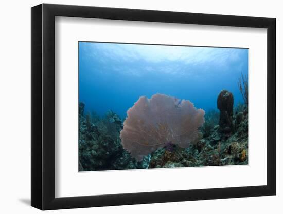 Common Sea Fan, Ambergris Caye, Belize-Pete Oxford-Framed Photographic Print