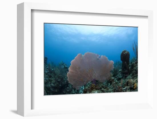 Common Sea Fan, Ambergris Caye, Belize-Pete Oxford-Framed Photographic Print