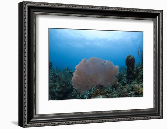 Common Sea Fan, Ambergris Caye, Belize-Pete Oxford-Framed Photographic Print