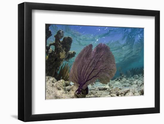 Common Sea Fan, Lighthouse Reef, Atoll, Belize-Pete Oxford-Framed Photographic Print