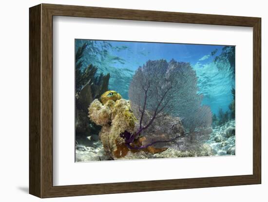 Common Sea Fan, Lighthouse Reef, Atoll, Belize-Pete Oxford-Framed Photographic Print