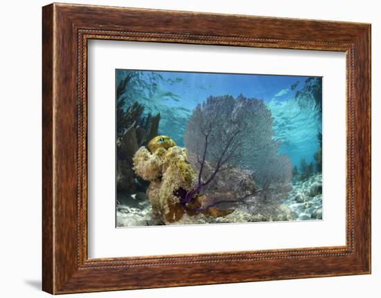 Common Sea Fan, Lighthouse Reef, Atoll, Belize-Pete Oxford-Framed Photographic Print