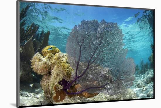 Common Sea Fan, Lighthouse Reef, Atoll, Belize-Pete Oxford-Mounted Photographic Print