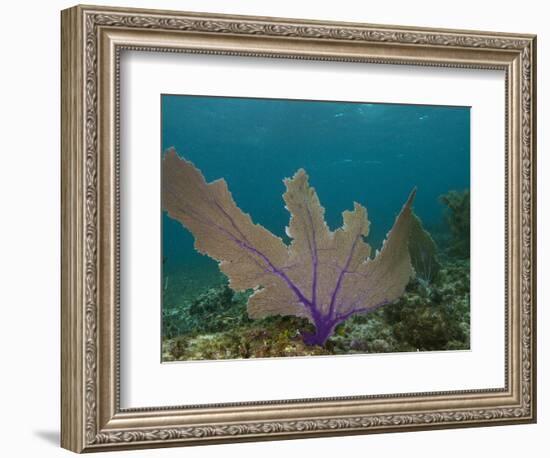 Common Sea Fan, Mexico-Pete Oxford-Framed Photographic Print