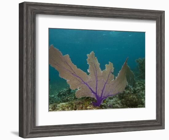 Common Sea Fan, Mexico-Pete Oxford-Framed Photographic Print