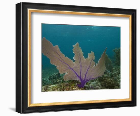 Common Sea Fan, Mexico-Pete Oxford-Framed Photographic Print