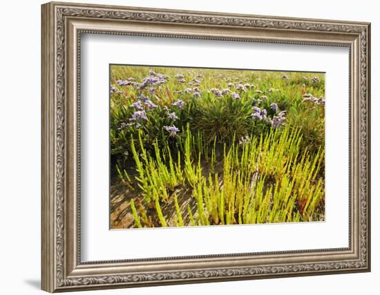 Common Sea Lavender and Common Glasswort on Saltmarsh, Abbotts Hall Farm Nr, Essex, England, UK-Terry Whittaker-Framed Photographic Print