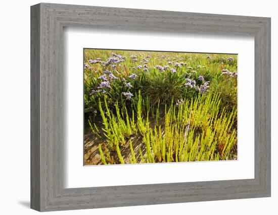 Common Sea Lavender and Common Glasswort on Saltmarsh, Abbotts Hall Farm Nr, Essex, England, UK-Terry Whittaker-Framed Photographic Print