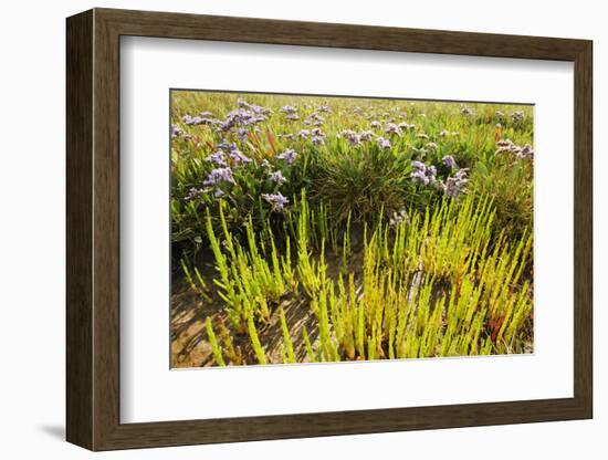 Common Sea Lavender and Common Glasswort on Saltmarsh, Abbotts Hall Farm Nr, Essex, England, UK-Terry Whittaker-Framed Photographic Print