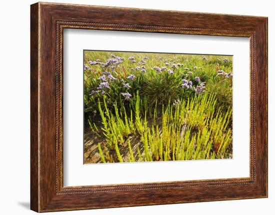 Common Sea Lavender and Common Glasswort on Saltmarsh, Abbotts Hall Farm Nr, Essex, England, UK-Terry Whittaker-Framed Photographic Print