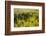 Common Sea Lavender and Common Glasswort on Saltmarsh, Abbotts Hall Farm Nr, Essex, England, UK-Terry Whittaker-Framed Photographic Print