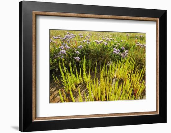 Common Sea Lavender and Common Glasswort on Saltmarsh, Abbotts Hall Farm Nr, Essex, England, UK-Terry Whittaker-Framed Photographic Print