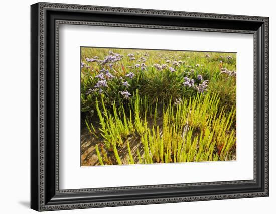 Common Sea Lavender and Common Glasswort on Saltmarsh, Abbotts Hall Farm Nr, Essex, England, UK-Terry Whittaker-Framed Photographic Print