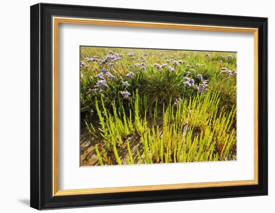 Common Sea Lavender and Common Glasswort on Saltmarsh, Abbotts Hall Farm Nr, Essex, England, UK-Terry Whittaker-Framed Photographic Print