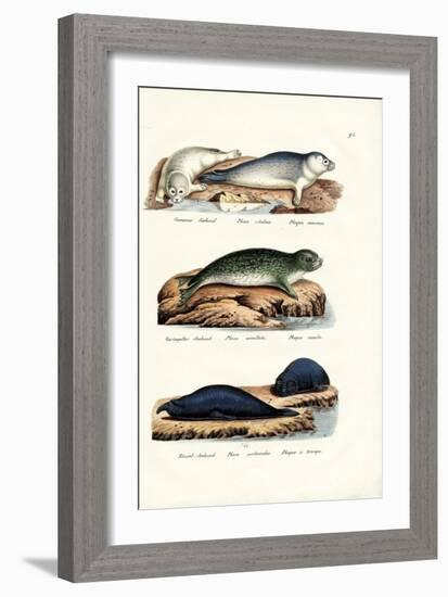 Common Seal, 1824-Karl Joseph Brodtmann-Framed Giclee Print