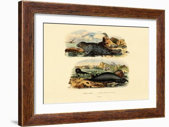 Common Seal, 1833-39-null-Framed Giclee Print