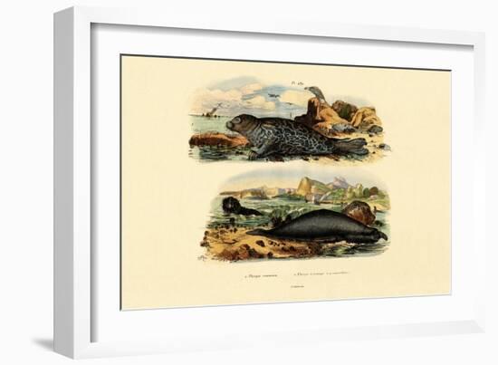 Common Seal, 1833-39-null-Framed Giclee Print