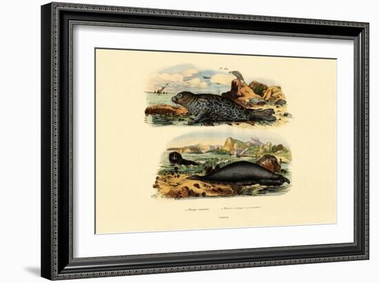 Common Seal, 1833-39-null-Framed Giclee Print