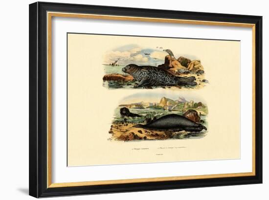 Common Seal, 1833-39-null-Framed Giclee Print