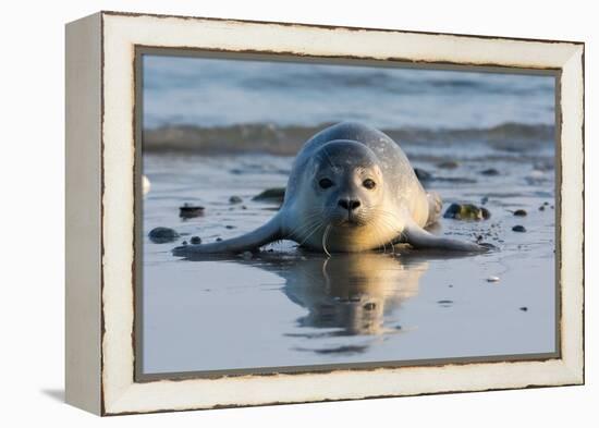 Common Seal known also as Harbour Seal, Hair Seal or Spotted Seal (Phoca Vitulina) Pup Lying on The-Iwona Fijol-Framed Premier Image Canvas