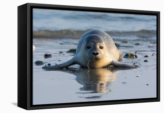 Common Seal known also as Harbour Seal, Hair Seal or Spotted Seal (Phoca Vitulina) Pup Lying on The-Iwona Fijol-Framed Premier Image Canvas