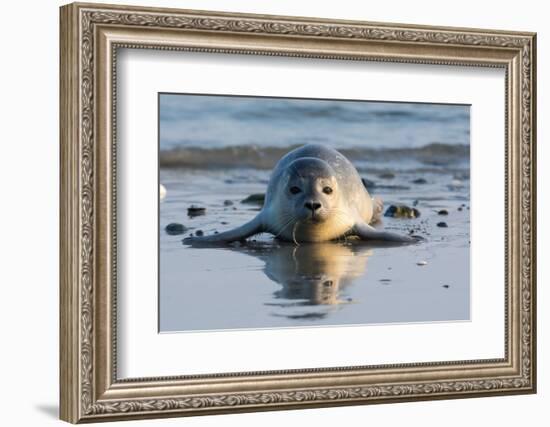 Common Seal known also as Harbour Seal, Hair Seal or Spotted Seal (Phoca Vitulina) Pup Lying on The-Iwona Fijol-Framed Photographic Print