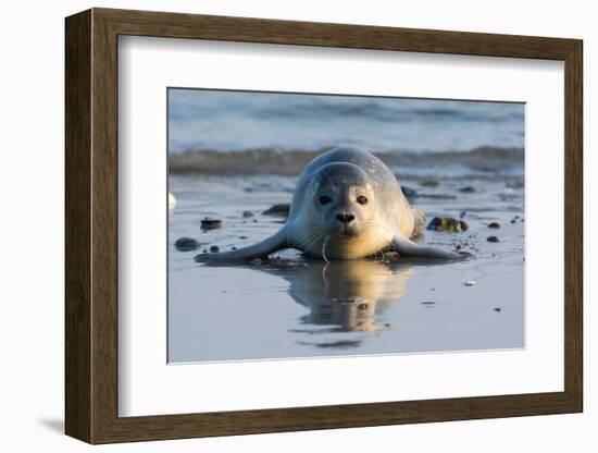 Common Seal known also as Harbour Seal, Hair Seal or Spotted Seal (Phoca Vitulina) Pup Lying on The-Iwona Fijol-Framed Photographic Print