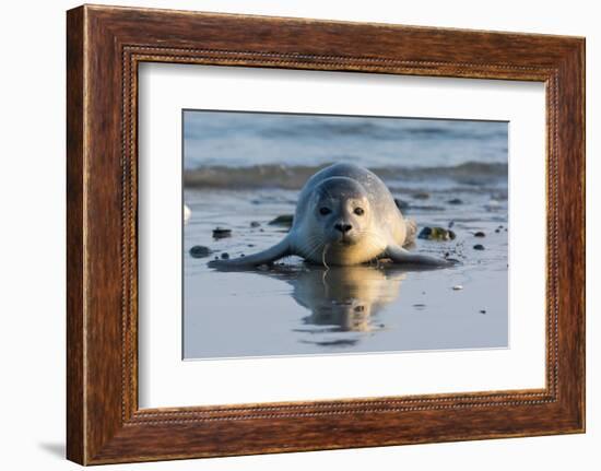 Common Seal known also as Harbour Seal, Hair Seal or Spotted Seal (Phoca Vitulina) Pup Lying on The-Iwona Fijol-Framed Photographic Print