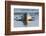 Common Seal known also as Harbour Seal, Hair Seal or Spotted Seal (Phoca Vitulina) Pup Lying on The-Iwona Fijol-Framed Photographic Print