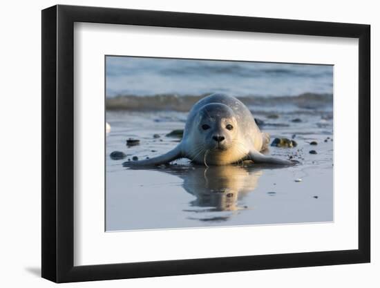 Common Seal known also as Harbour Seal, Hair Seal or Spotted Seal (Phoca Vitulina) Pup Lying on The-Iwona Fijol-Framed Photographic Print