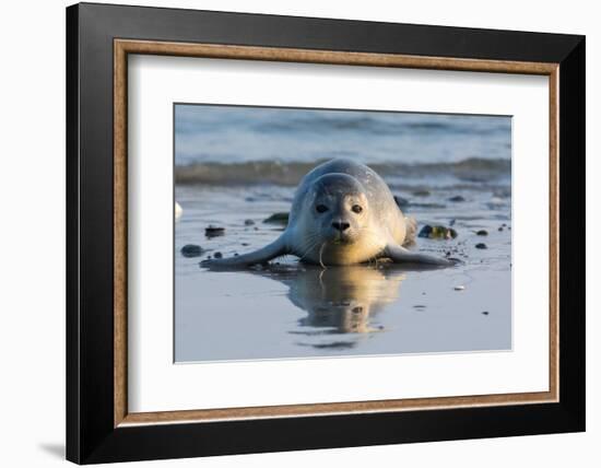 Common Seal known also as Harbour Seal, Hair Seal or Spotted Seal (Phoca Vitulina) Pup Lying on The-Iwona Fijol-Framed Photographic Print