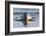 Common Seal known also as Harbour Seal, Hair Seal or Spotted Seal (Phoca Vitulina) Pup Lying on The-Iwona Fijol-Framed Photographic Print