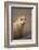 Common Seal (Phoca Vitulina) Pup, Portrait on Sand, Donna Nook, Lincolnshire, England, UK, October-Danny Green-Framed Photographic Print