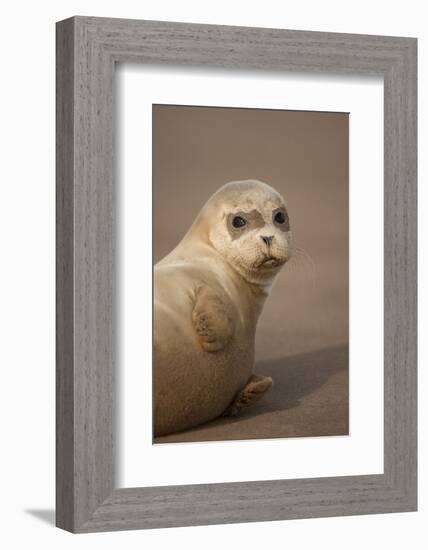 Common Seal (Phoca Vitulina) Pup, Portrait on Sand, Donna Nook, Lincolnshire, England, UK, October-Danny Green-Framed Photographic Print