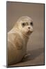 Common Seal (Phoca Vitulina) Pup, Portrait on Sand, Donna Nook, Lincolnshire, England, UK, October-Danny Green-Mounted Photographic Print