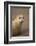 Common Seal (Phoca Vitulina) Pup, Portrait on Sand, Donna Nook, Lincolnshire, England, UK, October-Danny Green-Framed Photographic Print