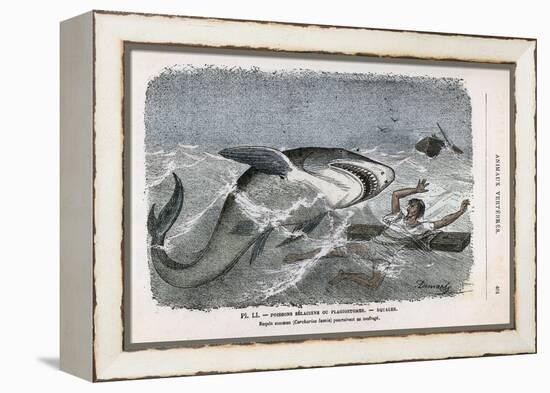 Common Shark (Carcharias Lamia) About to Make a Meal of a Shipwrecked Sailor-Demarle-Framed Stretched Canvas