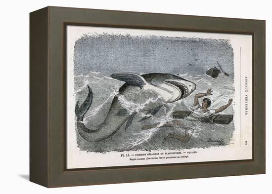 Common Shark (Carcharias Lamia) About to Make a Meal of a Shipwrecked Sailor-Demarle-Framed Stretched Canvas