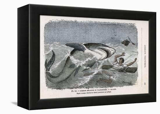 Common Shark (Carcharias Lamia) About to Make a Meal of a Shipwrecked Sailor-Demarle-Framed Stretched Canvas