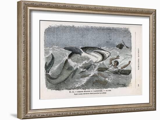 Common Shark (Carcharias Lamia) About to Make a Meal of a Shipwrecked Sailor-Demarle-Framed Art Print