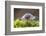 Common / Shiny woodlouse on moss, Berwickshire, Scotland-Laurie Campbell-Framed Photographic Print