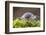 Common / Shiny woodlouse on moss, Berwickshire, Scotland-Laurie Campbell-Framed Photographic Print