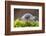 Common / Shiny woodlouse on moss, Berwickshire, Scotland-Laurie Campbell-Framed Photographic Print