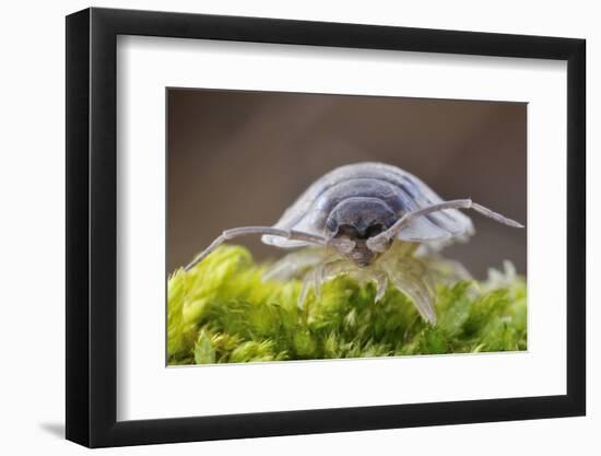 Common / Shiny woodlouse on moss, Berwickshire, Scotland-Laurie Campbell-Framed Photographic Print