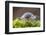 Common / Shiny woodlouse on moss, Berwickshire, Scotland-Laurie Campbell-Framed Photographic Print