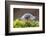 Common / Shiny woodlouse on moss, Berwickshire, Scotland-Laurie Campbell-Framed Photographic Print