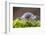 Common / Shiny woodlouse on moss, Berwickshire, Scotland-Laurie Campbell-Framed Photographic Print