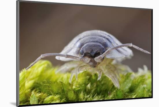 Common / Shiny woodlouse on moss, Berwickshire, Scotland-Laurie Campbell-Mounted Photographic Print
